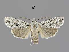 L. ornitopus