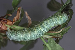 L. ornitopus