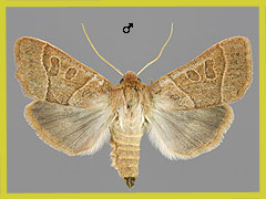 M. acetosellae