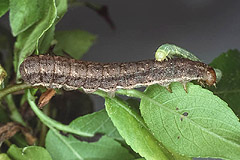 M. oxalina