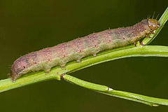 M. adusta