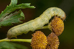 M. bathensis
