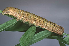 M. satura