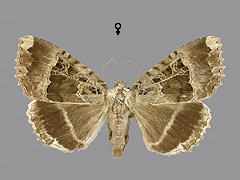 M. maura