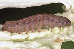 M. maura
