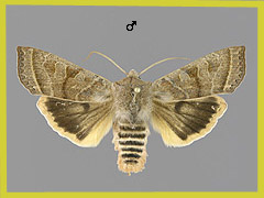 O. fragariae
