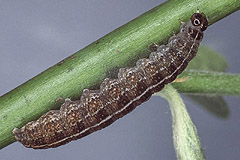 P. suspecta