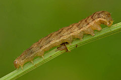 P. meticulosa