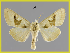 P. scita