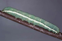 P. flavicincta