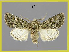 P. lichenea,