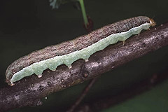 P. polymita