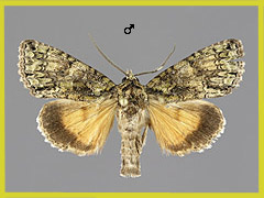 P. sericata