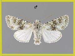 P. xanthomista
