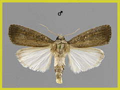 P. hospes