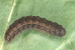 P. lepigone