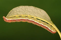 P. candidula