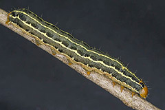 E. immunda