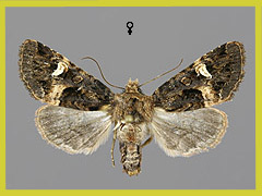 R. fovea