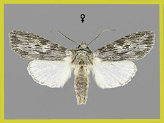 S. pulla