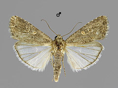 S. exigua