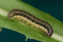 S. exigua