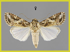 S. littoralis