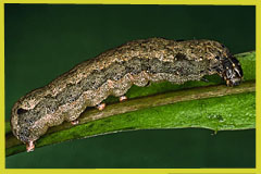S. littoralis