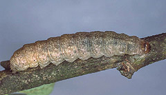 T. aurago