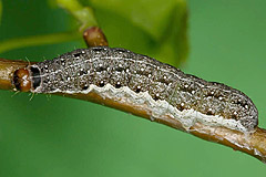 T. citrago