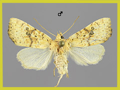 T. sulphurago