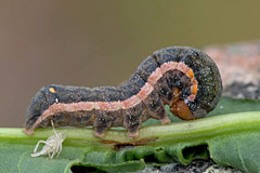 T. atriplicis