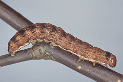 X. gilvago