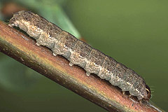 X. icteritia