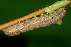 X. ocellaris