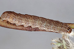 X. togata