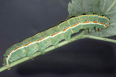 X. exsoleta