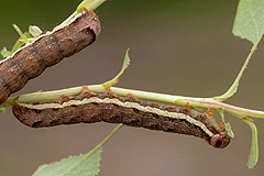X. solidaginis