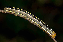 X. vetusta